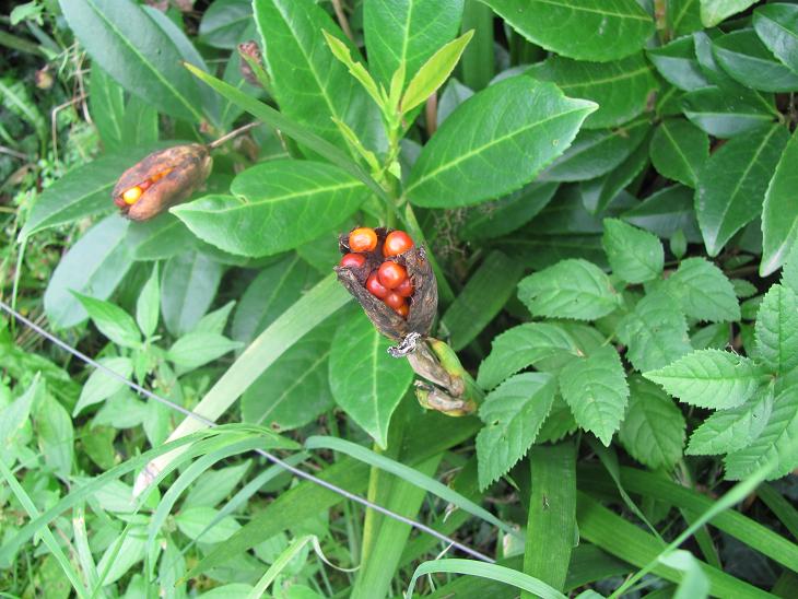 Chamaeiris foetidissima (=Iris foeditissima) / Giaggiolo puzzolente